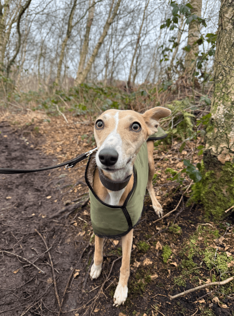 Waggle dog walking in Wilmslow, Cheshire. /images/IMG_7371.png