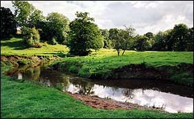 Waggle dog walking in Handforth, Cheshire.