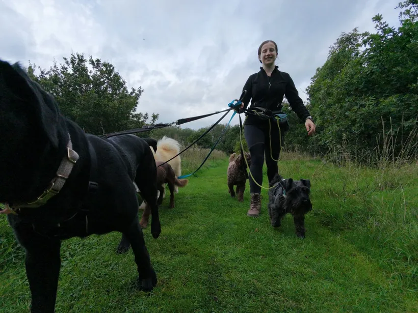 Wagglers Trek, a longer group dog walk through open Cheshire fields