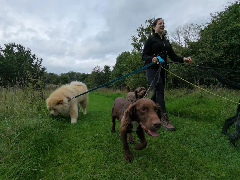 Sophie leading a Wagglers group dog walk in the Cheshire countryside